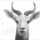 Kalenderseite Januar. Nahaufnahme eines Tieres mit großen Ohren und Hörnern, schwarz-weiß gehalten.