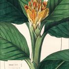 Januar 2027. Eine botanische Illustration: grüne Blätter umgeben eine orange-gelbe Blume.