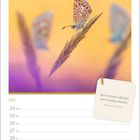 Monatskalender Mai mit Schmetterling. Zitat: "Am meisten schenkt, wer Freude schenkt." - Mutter Teresa.