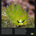 Oben steht "Schnieke Schnecken". Unten Infos über Hinterkiemerschnecken. Kalenderdaten mit Tage: Dezember/Januar, Woche 53.