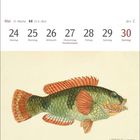 Mai, 21. Woche, 24-30. Montag bis Sonntag. Illustration eines bunten Lippfisches mit detaillierten Schuppen und Flossen.