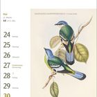 Mai 21. Woche: 24 Montag, 25 Dienstag, 26 Mittwoch, 27 Fronleichnam Donnerstag, 28 Freitag, 29 Samstag, 30 Sonntag. Zwei bunt gefiederte Vögel auf Ästen.