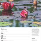 Mai-Kalenderblatt; Fronleichnam am 27., Teich mit Seerosen, grüner Frosch auf einem Blatt; Beschreibung des Teichfroschs.