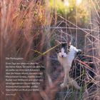 „Die Portugiesin“ von Robert Musil. Eine Katze sitzt aufmerksam im Gras, umgeben von langen, gelblichen Halmen.