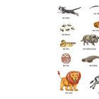Illustration mit Tieren: Eichhörnchen, Kaninchen, Maus, Reh, Maulwurf, Fuchs, Specht, Igel, Katze, Bienen, Ente, Eule, Löwe, Albatros, Frosch, Wildschwein, Pavian, Robbe, Amsel, Baby-Elefant, Fische, Schmetterling, Zebra, Pinguin.