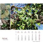 Januar, Kalender mit Naturfotografien. Hauptbild: Efeu mit Beeren. Kleinere Bilder: Nahaufnahmen von Pflanzen.