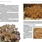 Die Texte behandeln die Gattungen "Knopia" und "Lemnalia", ihre Eigenschaften und Vorkommen. Mehrere Fotos zeigen Weichkorallen.