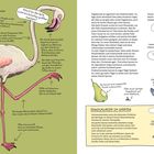 Links ist ein Flamingo mit Beschreibungen. Rechts oben geht es um Vogelbeobachtung. Unten rechts: "DINOSAURIER IM GARTEN".