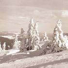 Verschneite Tannen stehen dicht beisammen in einer winterlichen, hügeligen Landschaft unter einem teils bewölkten Himmel.