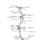 Illustration eines medioventralen Beineskeletts mit Beschriftungen wie "Os femoris", "Tibia", "Patella".
