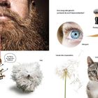 "Überall Haare!", Illustration: Bart, Puli, Geige, Wimper, Katze, Fuchs, Zopf, Rasierpinsel, Löwenzahn, Perücke.