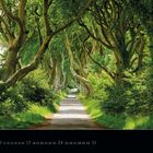 „The Dark Hedges“, Kalenderseite Januar 2027. Allee aus ineinander verwobenen Bäumen, grüne Blätter, sonniger Pfad.