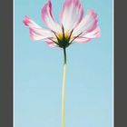 Januar 2027. Zitat von Issa über Kühle und Paradies. Darunter Kalenderdaten. Blume mit rosa Blüten vor blauem Himmel.