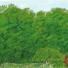 Illustration eines dichten, grünen Waldes mit einem Reh, einem Hasen, Vögeln und bunten Blumen im Gras.