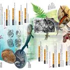541 Millionen Jahre im Schnelldurchlauf. 8 Abschnitte von Präkambrium bis Neuzeit. Illustrationen von Fossilien und prähistorischen Tieren.