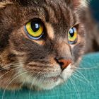 Ein Nahaufnahme zeigt das Gesicht einer Katze mit gelb-grünen Augen und einem Blick zur Seite, auf einem grünen Hintergrund.