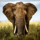 Keine Texte. Ein Elefant steht in einer grasbewachsenen Landschaft, frontal betrachtet, mit großen Ohren und sichtbaren Stoßzähnen.