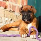 Ein Welpe liegt auf dem Boden, mit einem lila Seil vor seinen Pfoten. Im Hintergrund eine Ziegelwand.