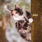 Der Text "Atlas" steht neben einer mehrfarbigen Katze, die an einem Baumstamm hängt, umgeben von schneebedeckter Natur.