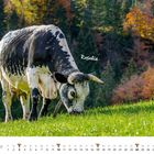 Text: "Rosalie" und "Januar". Eine gefleckte Kuh auf einer grünen Wiese vor herbstlich-bunten Bäumen.