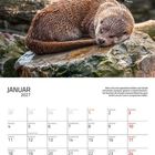 Kalenderblatt Januar 2027, Otter liegt schlafend auf einem Stein, Text über japanische Folklore zu Ottern.
