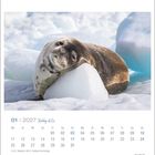 Kalenderseite Januar 2027. Ein Seehund ruht seinen Kopf auf einem Eisblock. Links unten "01.01. Neujahr, 06.01. Heilige Drei Könige".