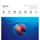 Kalendermonat Februar 2027, Woche 6. Kronenqualle in bläulich-violettem Wasser.