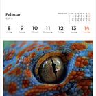 Kalender: Februar 2027, KW 6. 8. Montag bis 14. Sonntag. Großaufnahme eines Gecko-Auges in Orange und Blau.