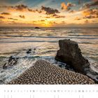 "01" und "Tölpel-Kolonie am Muriwai Beach (Nordinsel)". Ein Sonnenuntergang über dem Meer mit Felsen voller Vögel.