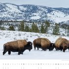 Bisons im Schnee vor verschneiten Bergen. Unten Kalender mit Zahl "01" und den Tagen des Monats.