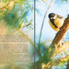 Links steht Text über einen Bären und eine Kohlmeise. Rechts schaut eine Kohlmeise von einem Ast aufwärts.