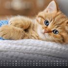 Ein Kalender mit Wochentagen und Zahlen; ein kleines, orange-weißes Kätzchen liegt gemütlich neben einem blauen Wollknäuel.