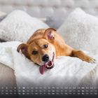 Kalender mit Monatsübersicht. Ein fröhlicher Hund liegt entspannt auf einem weißen Bett mit flauschigen Kissen.