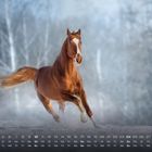 Kalender mit einer Monatsübersicht. Ein braunes Pferd galoppiert dynamisch durch einen verschneiten Wald.