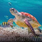Kalender mit Datumsanzeige und Wochentagen. Unterwasseraufnahme: Meeresschildkröte, umgeben von gestreiften Fischen.
