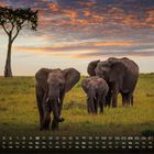Kalender mit Januar und Tagen in einer Wiese; drei Elefanten und ein Baum im Hintergrund bei Sonnenuntergang.