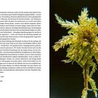 Makroaufnahme von Torfmoos. Links Fließtext über Moore, Struktur und Dank. Rechts Pflanzenaufnahme, grün, detailliert, auf dunklem Hintergrund.