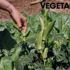Text oben rechts: "VEGETABLES". Eine Hand pflückt eine Okraschote aus grünen Blättern.
