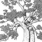 Eine detaillierte Illustration eines großen Baumes mit dicken Ästen und vielen Blättern.