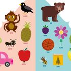 „A“: Amsel, Affe, Ananas, Ameise, Avocado, Auto, Apfel. „B“: Bär, Beere, Blume, Ball, Baum, Biene, Buch, Banane.