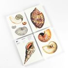 Text: "SEASHELLS". Vier quadratische Karten zeigen detaillierte Illustrationen von verschiedenen Muschelschalen.