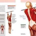Seite 62: Rückenübungen, Klimmzug. Text erklärt die Technik. Diagramm zeigt aktivierte Muskeln beim Klimmzug.