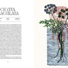 Text links: "Cicuta maculata" (wissenschaftlicher Name, Familie: Apiaceae, Verbreitung: Nordamerika). Illustration: Pflanze im Wasser mit Skelettarm.
