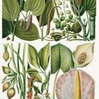 Illustration mit verschiedenen botanischen Elementen wie Blättern, Blüten und Knospen in gedeckten Grüntönen.