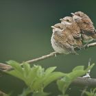 Drei kleine Vögel sitzen eng beieinander auf einem Ast, umgeben von grünen Blättern. Der Hintergrund ist unscharf.