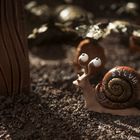Der Name "SYLVA" steht auf dem Schneckenhaus. Die Illustration zeigt eine Schnecke auf erdigem Boden neben einem Baumstamm.