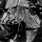 Eine Szene in Schwarz-Weiß zeigt eine große exotische Pflanze, umgeben von dichten Blättern, die mystisch wirkt.