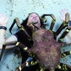 Ein Mann liegt auf dem Rücken, während eine große Spinne auf ihm krabbelt. Neben ihnen liegt eine Axt.