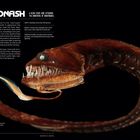 Texte: "A Glow Stick Lure Attached to a Mouthful of Nightmares", "Dragonfish". Zu sehen: Ein bedrohlich aussehender Fisch mit leuchtendem Köder.