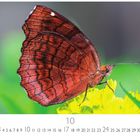 Zahl 10 in der Mitte, Zahlen 1-31 darunter. Ein roter Schmetterling sitzt auf gelber Blume vor grünem Hintergrund.